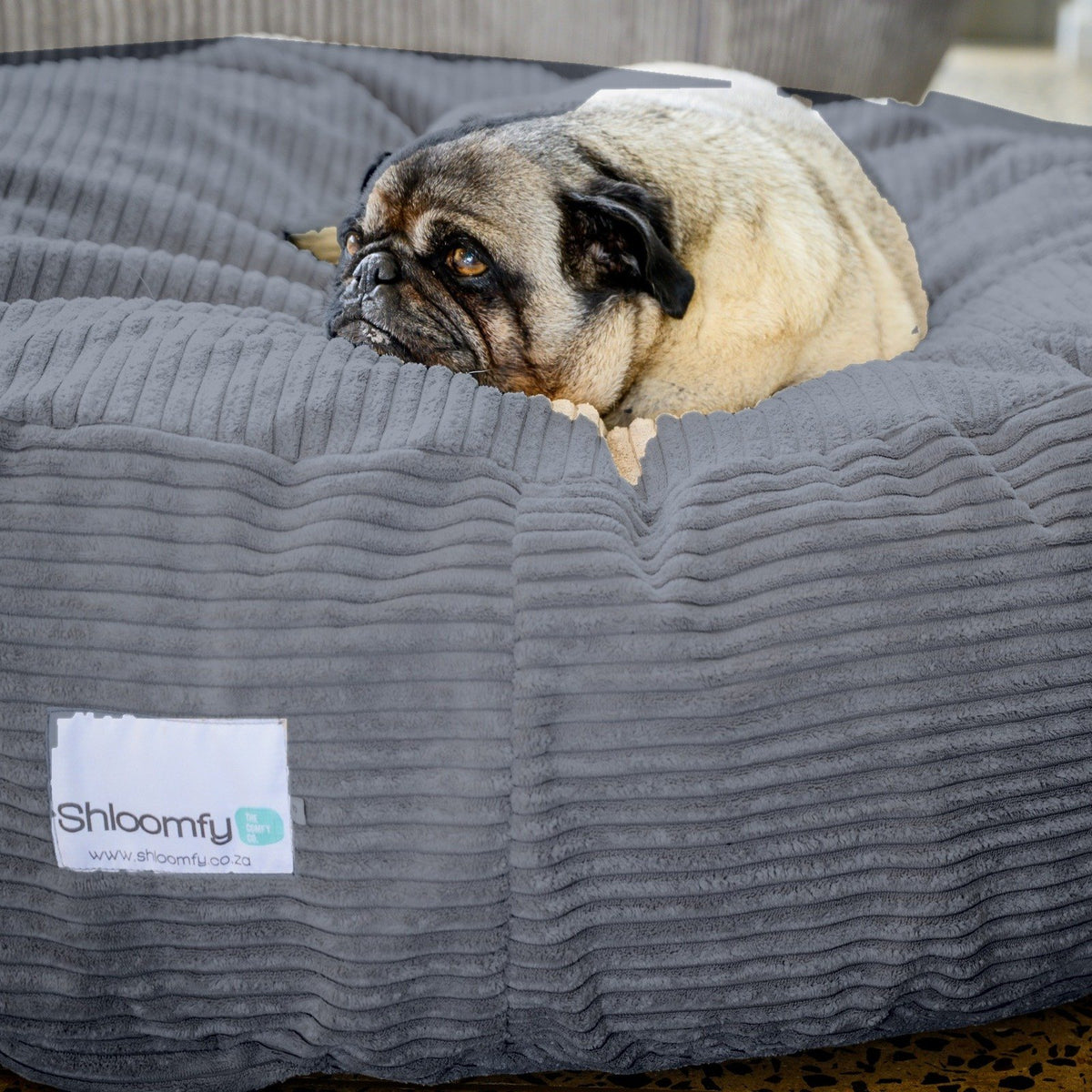Pug lying on a Graphite grey corduroy Shloomfy pet bed