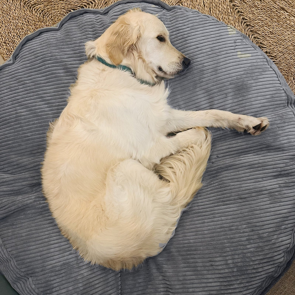 Golden retriever stretched out on a Graphite corduroy Shloomfy pet bed