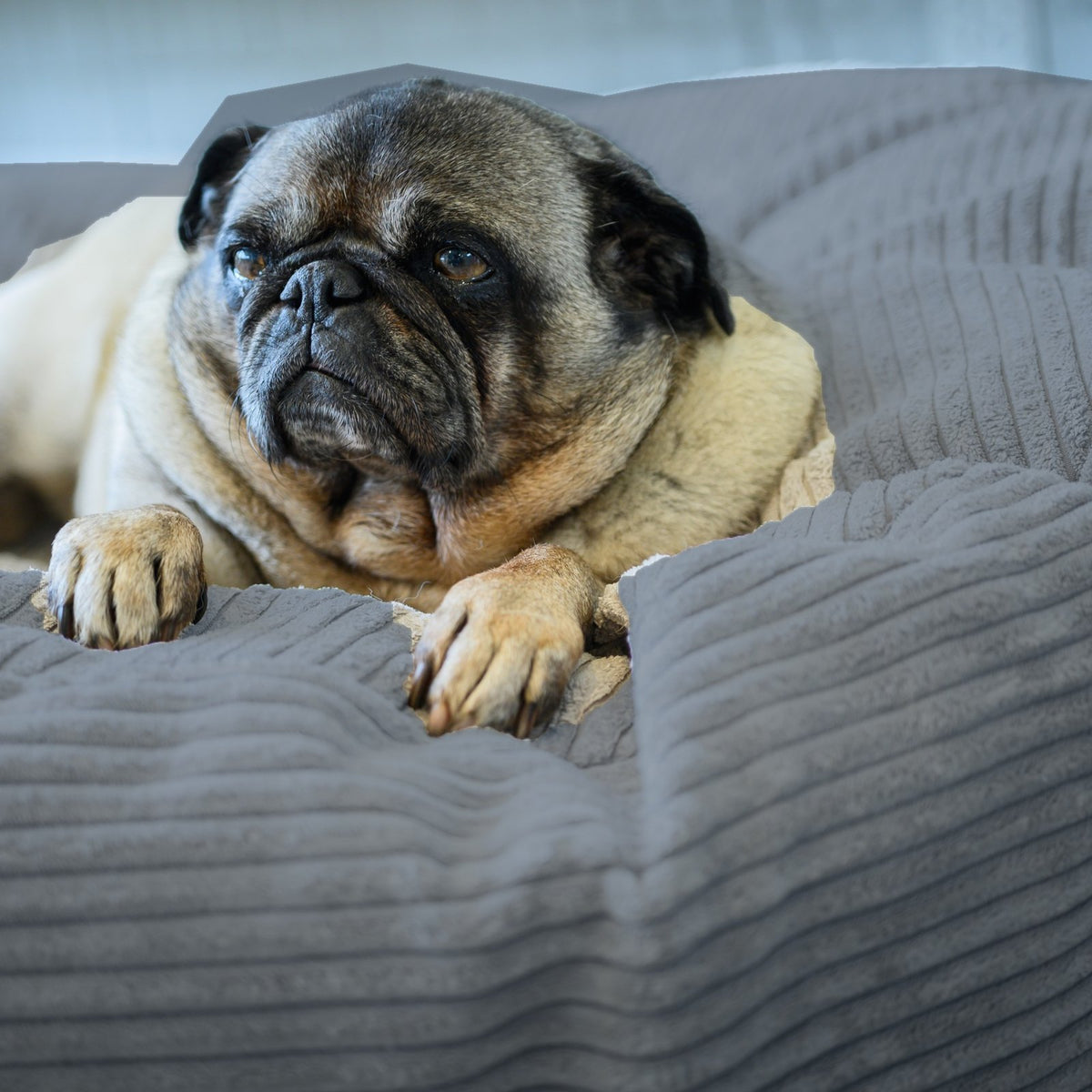 Close-up of a pug resting its paws on a Graphite corduroy Shloomfy pet bed