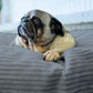 Pug resting on a Graphite corduroy Shloomfy pet bed by a sunny window