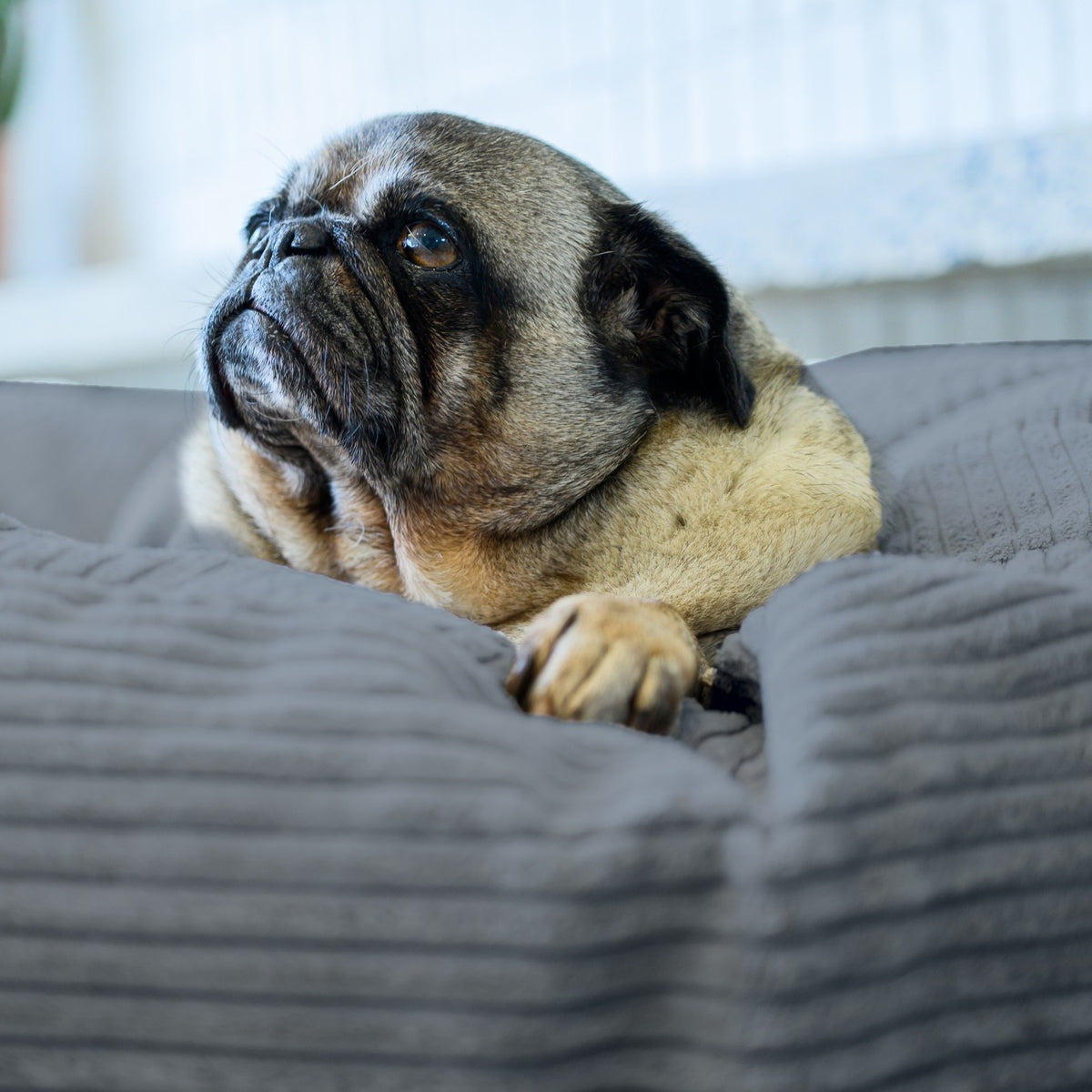 Pug resting on a Graphite corduroy Shloomfy pet bed by a sunny window